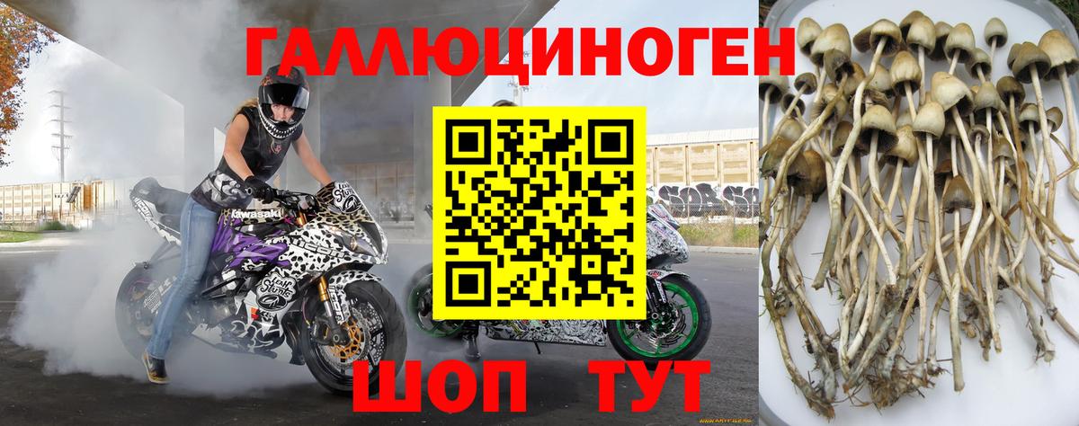 Псилоцибиновые грибы Psilocybe  Вход с VPN  Кингисепп 